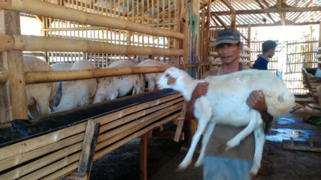 Kecamatan Lumbang Kembangkan Penggemukan Domba