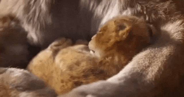The Lion King. (Foto: Youtube/Walt Disney Studios)