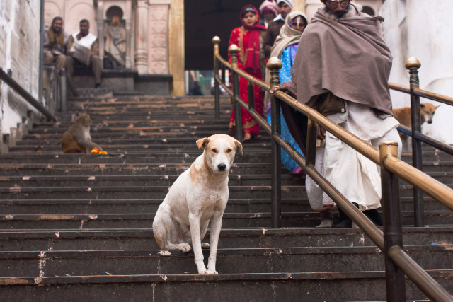 Ilustrasi Anjing yang Ada di India (Foto: Shutter Stock)