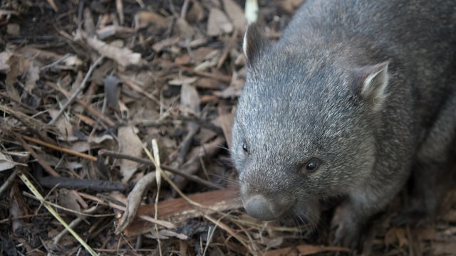 Wombat, hewan khas Australia. (Foto: pen_ash via pixabay.)