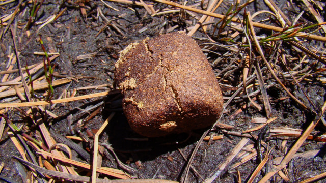 Tahi wombat, hewan khas Australia, yang berbentuk kotak. (Foto: Bjørn Christian Tørrissen via wikimedia commons.)