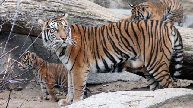 Empat ekor anak Harimau Sumatera lahir di Berlin (Foto: Dok. KBRI Berlin)