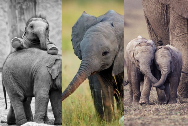 8 Potret Kehidupan Anak Gajah yang Menggemaskan