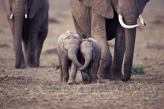 8 Potret Kehidupan Anak Gajah yang Menggemaskan (2)