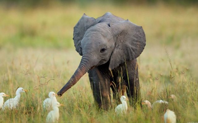 8 Potret Kehidupan Anak Gajah yang Menggemaskan (3)