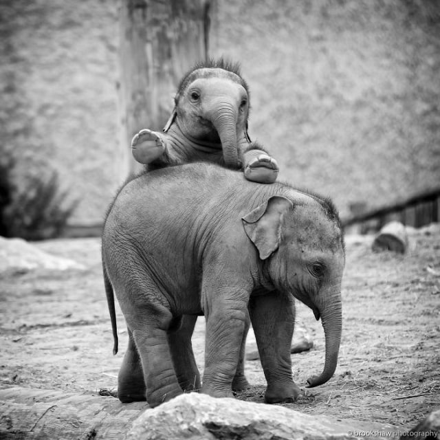 8 Potret Kehidupan Anak Gajah yang Menggemaskan (7)
