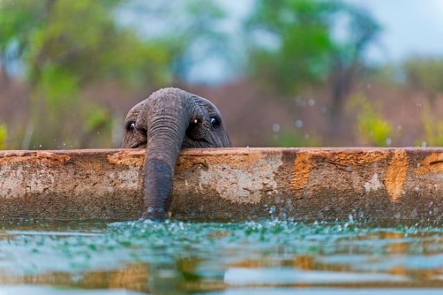 8 Potret Kehidupan Anak Gajah yang Menggemaskan (8)