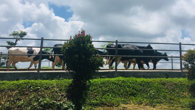 Sapi-sapi perah bebas beraktivitas di peternakan Greenfields. (Foto: Shika Arimasen Michi/kumparan)