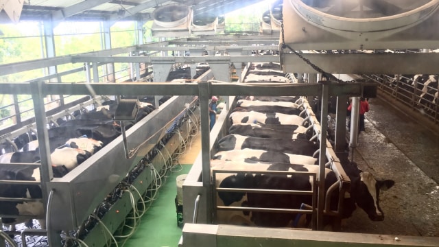 Area pemerahan susu di peternakan Greenfields. (Foto: Shika Arimasen Michi/kumparan)