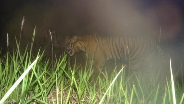 Harimau Sumatera yang memasuki perkampungan warga.  (Foto: Dok. Istimewa)