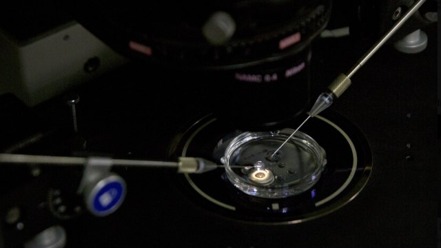 Pengeditan genetik embrio. (Foto: AP Photo/Mark Schiefelbein)