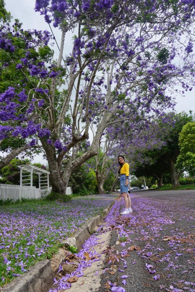 Bunga Jacaranda di Gold Coast, Australia. (Foto: Dewi Rachmat Kusuma/kumparan)