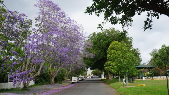 Bunga Jacaranda di Gold Coast, Australia. (Foto: Dewi Rachmat Kusuma/kumparan)