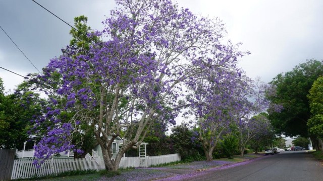 Bunga Jacaranda di Gold Coast, Australia. (Foto: Dewi Rachmat Kusuma/kumparan)