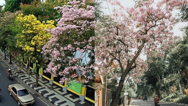 Tabebuya, Bunga yang Menghadirkan Nuansa Jepang di Surabaya
