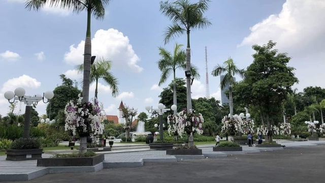 Pohon Tabebuya di Kota Surabaya. (Foto: Phaksy Sukowati/kumparan)