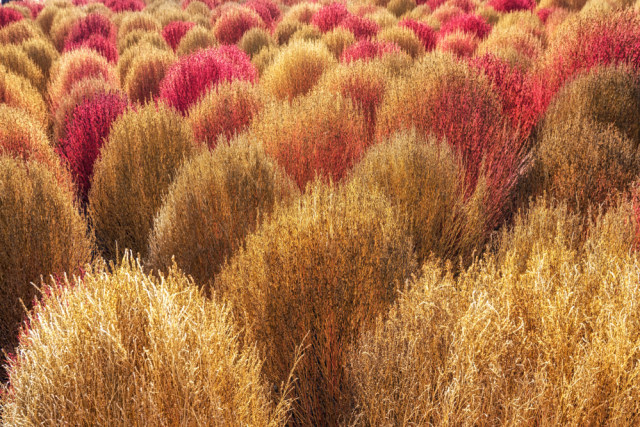 Haneul Park. (Foto: Shutter Stock)