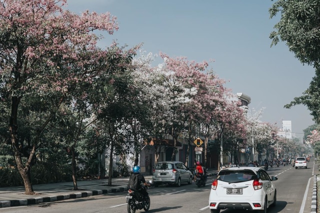 Menambah Keindahan Kota Surabaya, Tanaman Tabebuya Tumbuh Mewarnai Sepanjang Jalan