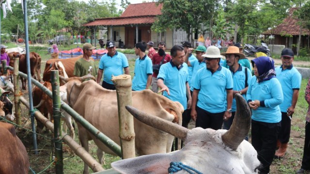 Disnakikan Blora Panen Pedet di Palon, Penyumbang Sapi Terbanyak di Jawa Tengah