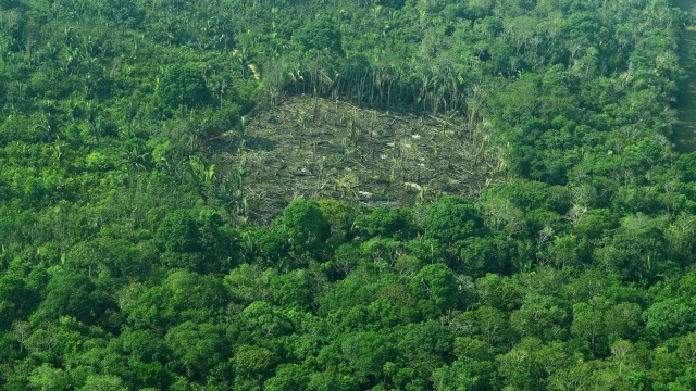 Gambar dari udara penggundulan hutan hujan Amazon, Brasil. Foto: AFP/CARL DE SOUZA