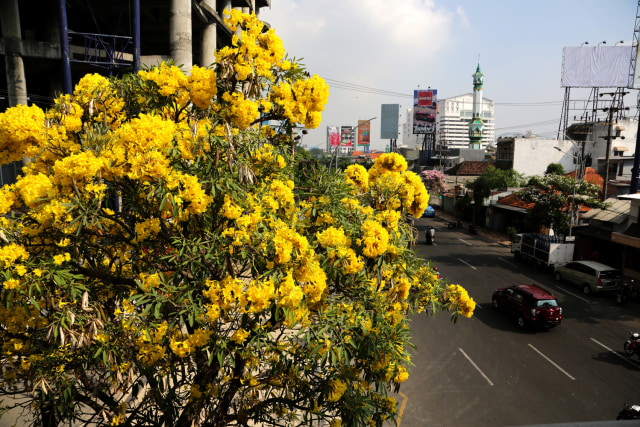 Pohon Tabebuya dengan Bunga Warna Kuning (Foto: Humas Pemprov Kota Surabaya)