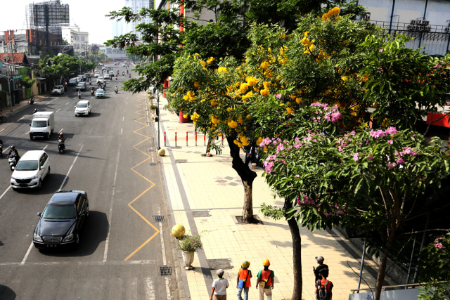 Jalan di Kota Surabaya dengan Pohon Tabebuya di Salah Satu Sisi (Foto: Humas Pemprov Kota Surabaya)