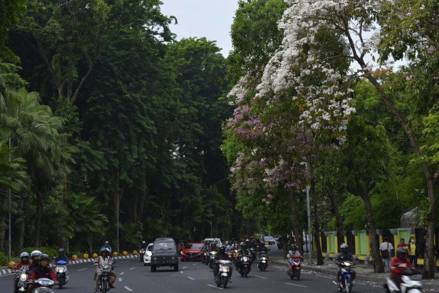 Pohon Tabebuya Menghiasi Jalanan Kota Surabaya (Foto: Humas Pemprov Kota Surabaya)