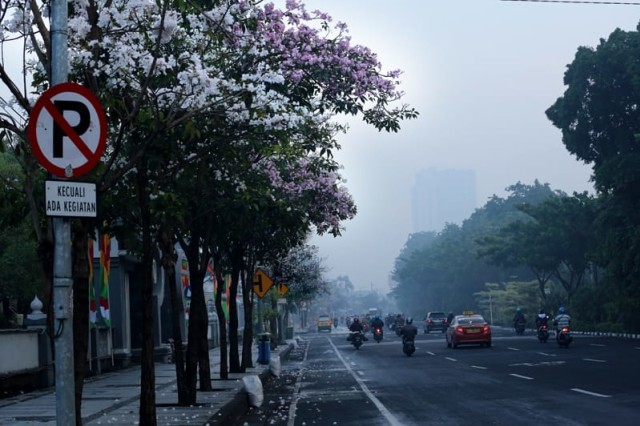 Pohon Tabebuya Memiliki Bunga Berwarna Putih dan Merah Muda (Foto: Humas Pemprov Kota Surabaya)