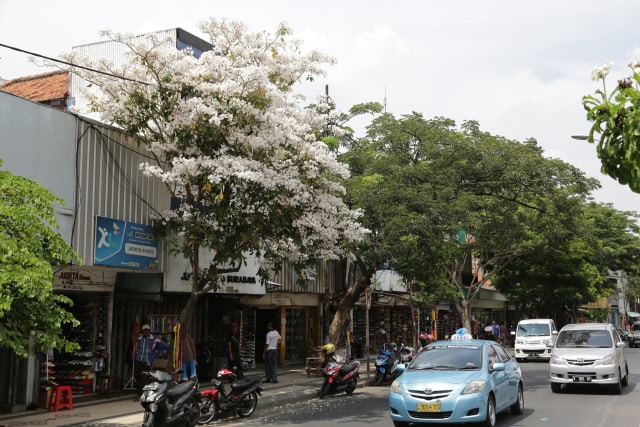 Bunga Tabebuya yang Menghiasi Jalan (Foto: Humas Pemprov Kota Surabaya)