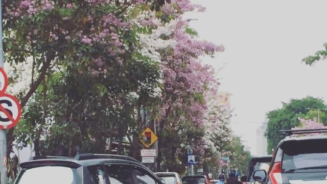 Tabebuya di Kota Surabaya. (Foto: Instagram/@hamdaalprtm)