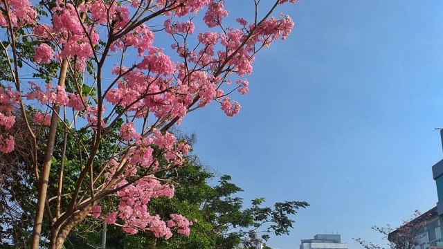 Tabebuya di Kota Surabaya. (Foto: Instagram/@raffirizkiillahi)