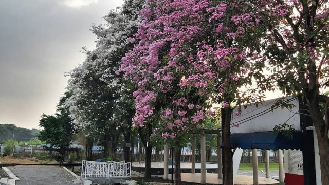 Tabebuya di Kota Surabaya. (Foto: Instagram/@ferryawan)