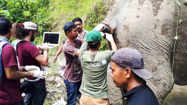 Gajah liar yang terluka di Aceh diobati dan dipasangi GPS (Foto: Dok. BKSDA Aceh)