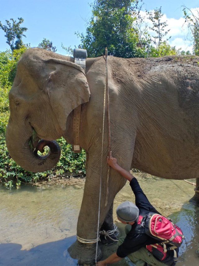 Gajah di Aceh yang diselamatkan Tim Balai Konservasi Sumber Daya Alam (BKSDA). (Foto: Tim Balai Konservasi Sumber Daya Alam (BKSDA).)