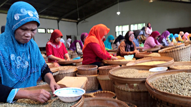 Sejumlah pekerja di pabrik kopi Banaran, Kabupaten Semarang. (Foto: Abdul Latif/kumparan)