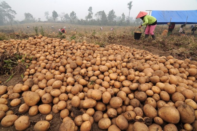 Panen kentang (Foto: Kementan)