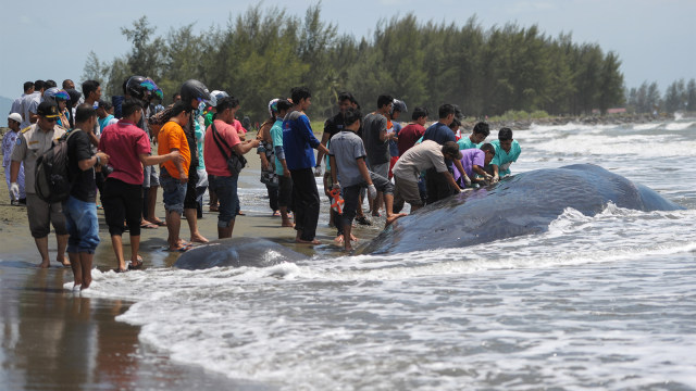 Dokter hewan Indonesia saat memeriksa ikan paus sperma mati di Banda Aceh. (Foto: Chaideer Mahyuddin / AFP)
