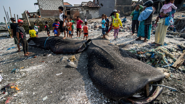 Warga melihat dua hiu paus mati di Surabaya. (Foto: Juni Kriswanto / AFP)