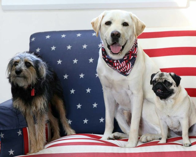 5 Jenis Anjing yang Dijadikan Penjaga Mantan Presiden Amerika