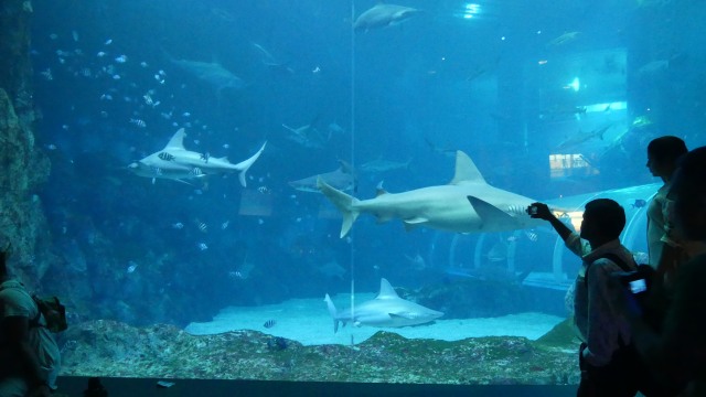 Wisatawan melihat beragam spesies bawah laut seperti hiu di S.E.A Aquarium, Singapura. (Foto: Andari Novianti/kumparan)