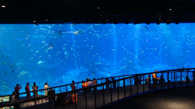 Akuarium besar di S.E.A Aquarium, Singapura. (Foto: Andari Novianti/kumparan)