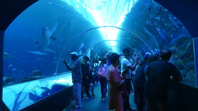 Wisatawan di S.E.A Aquarium, Singapura. (Foto: Andari Novianti/kumparan)