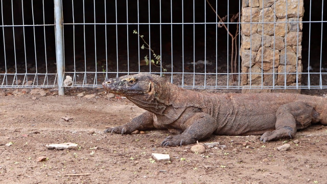 Per Januari 2020, Pulau Komodo Akan Ditutup Pemprov NTT (25694)