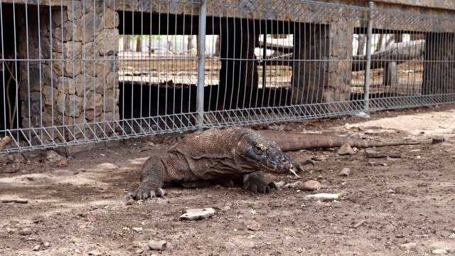 Komodo di Pulau Komodo, NTT (Foto: Helinsa Rasputri/kumparan)