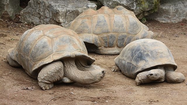 Kura-kura raksasa Aldabra. (Foto: Ltshears via Wikimedia Commons)