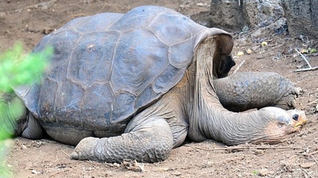 Lonesome George, kura-kura Pulau Pinta terakhir di dunia. (Foto: Vince Smith via Wikimedia Commons)