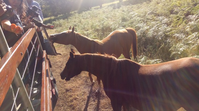 Selain kanguru, peserta juga dapat berinteraksi langsung dengan kuda. (Foto: Rossi Finza/kumparan)