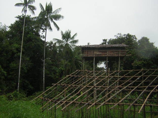 Rumah Pohon Suku Korowai (Foto: Wikimedia Commons)