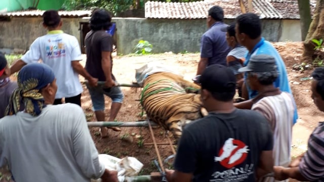 Sejumlah warga membantu membawa harimau benggala yang lepas dari kandangnya. (Foto: Dok. BKSDA Jawa Tengah)