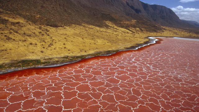 Penampakan Pinggiran Danau Natron Foto: Flickr / Matt Quagliano